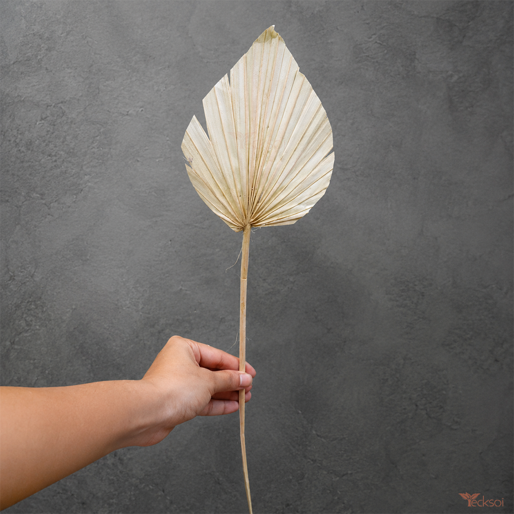 Tecksoi Dried Palm Leaves White For Decor | Pack Of 10