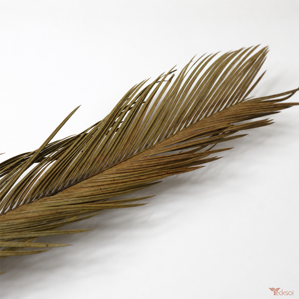 Tecksoi Natural Dried Cycas Leaves – Sago Palm Fronds for Floral Decor, Bouquets & DIY Crafts | Pack Of 5