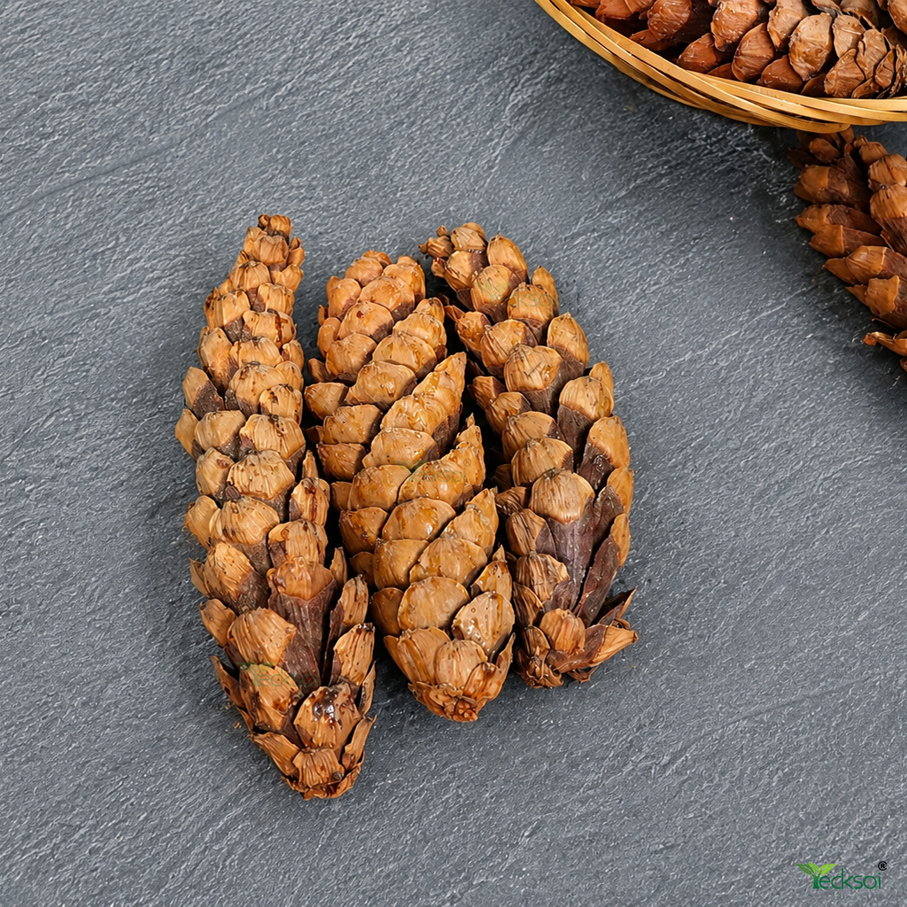 Tecksoi Natural Dried Long Pine Cone – Premium 100% Natural Dry Exotic Filler for Bouquets, Floral Arrangements & Decorative Crafts | Pack Of 10