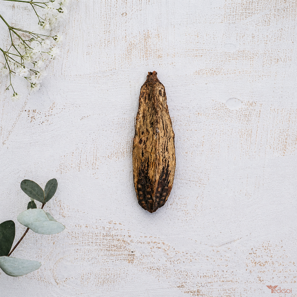 Tecksoi Natural Mahogany Fruits – Premium Dried Wood Pods for Potpourri, DIY Crafts & Luxury Home Decor | Pack Of 20