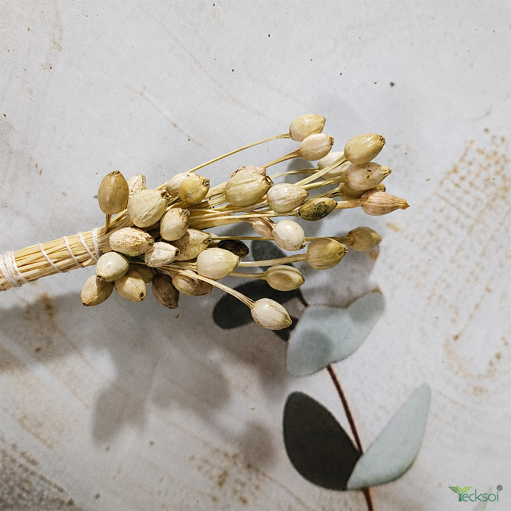 Tecksoi Natural Dried Moti Bunch on Stem – Premium 24-Inch Natural Dry Exotic Filler for Bouquets, Floral Arrangements & Decorative Crafts | Pack Of 10