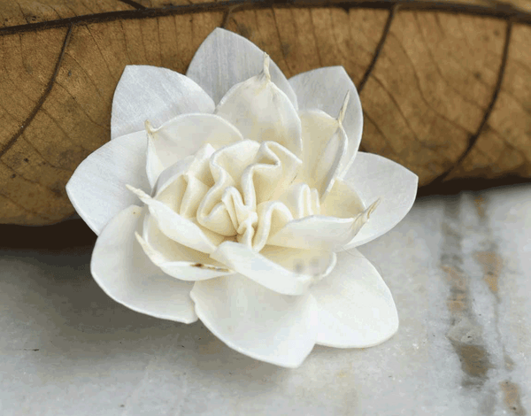 Tecksoi Aster Sola Wood Flower Premium Quality 100% Natural Pack Of 12