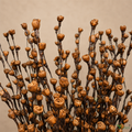Tecksoi Brown Rose Buds Sola Wood Flower Sticks – Handmade Natural Dry Flower Decor for Home & Event Styling | Pack Of 5
