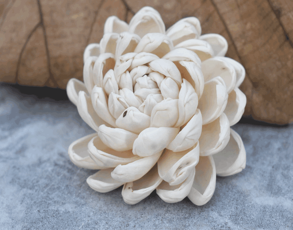 Tecksoi Curl Beauty Sola Wood Flower Premium Quality 100% Natural Pack Of 12