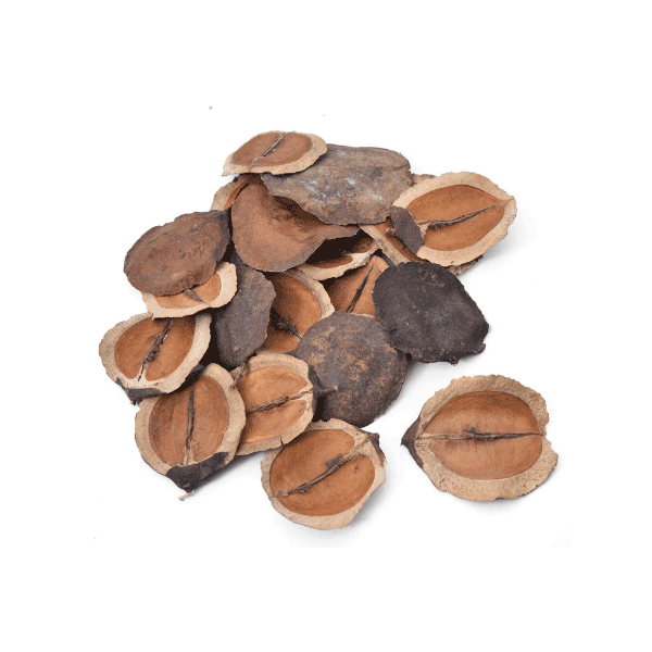 Tecksoi Dried Exotic Jacaranda Pods | 100% Natural | Eco Friendly | Pack Of 12