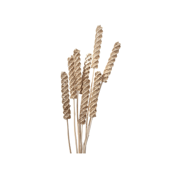 Tecksoi Exotic Dried Lata Candle | Eco Friendly | 100% Natural | Pack Of 12