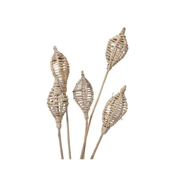 Tecksoi Dried Lata Lamp |Exotic | 100% Natural | Eco Friendly | Pack Of 12