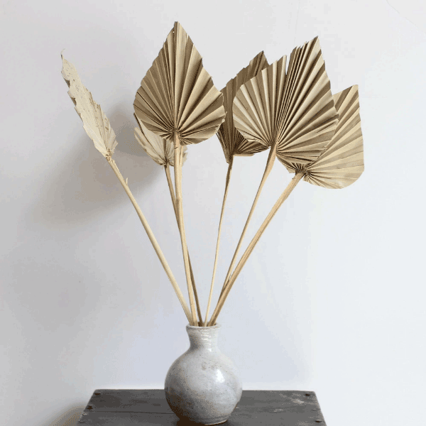 Tecksoi Exotic Dried Large Palm Leaves | 1005 Natural | Eco Friendly | Pack Of 12