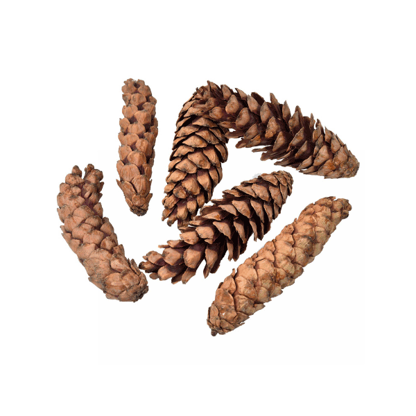 Tecksoi Dried Exotic Pine Cones | Eco Friendly | 100% Natural | Pack Of 12