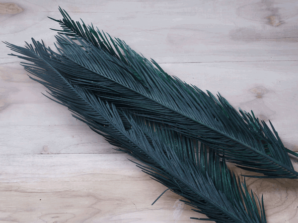 Tecksoi Dried Green Cycas Leaf | Eco Friendly | 100% Natural | Premium Quality | Pack Of 12