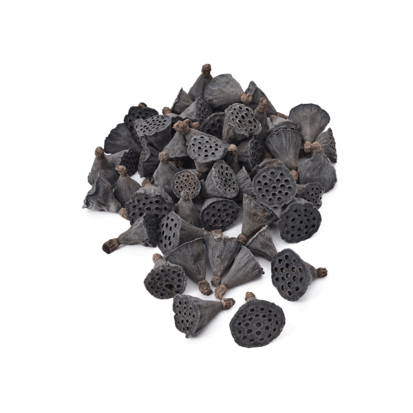 Tecksoi Dried Lotus Pods Exotic 100% Natural Premium Quality Pack Of 12