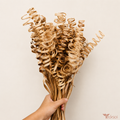 Tecksoi Dried Palm Curly Springs For Decor | Pack Of 10