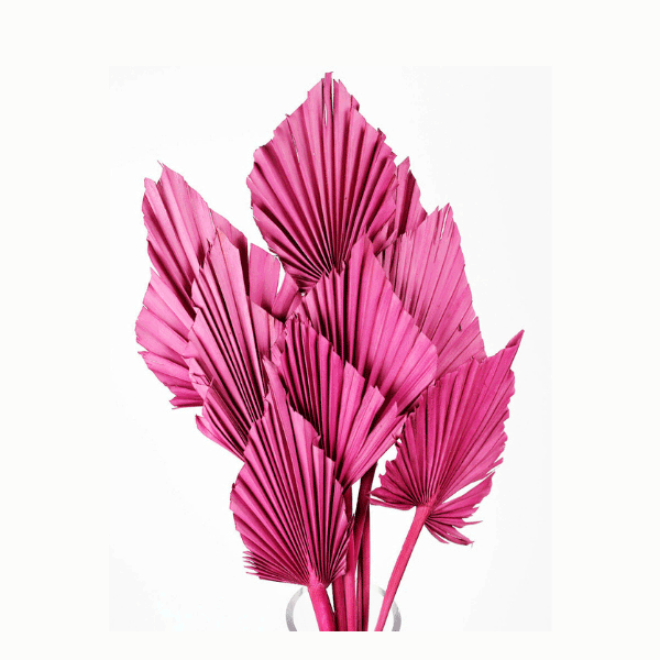 Tecksoi Dried Palm Leaves Pink | Exotic | Eco Friendly | 100% Natural | Premium Quality | Pack Of 12