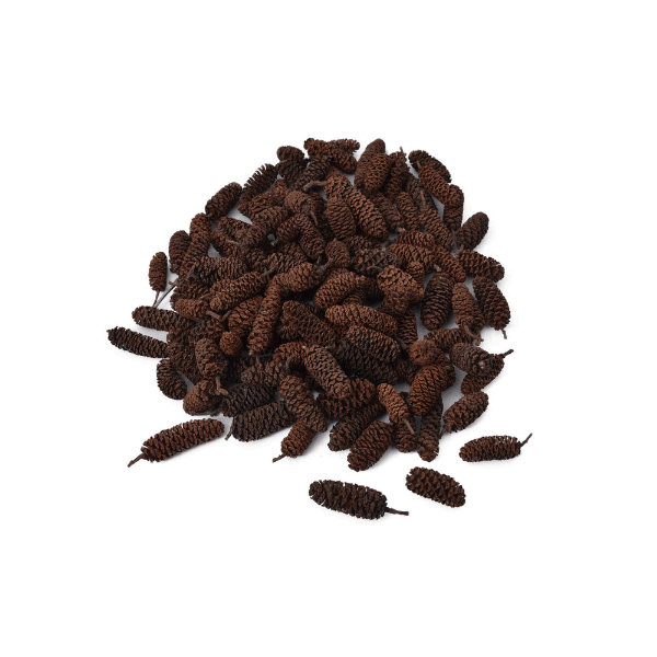 Tecksoi Dry Alder Cones Exotic Premium Quality 100% Natural Pack Of 12