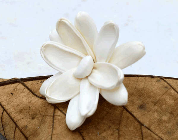 Tecksoi Erica Sola Wood Flower Premium Quality 100% Natural Pack Of 12