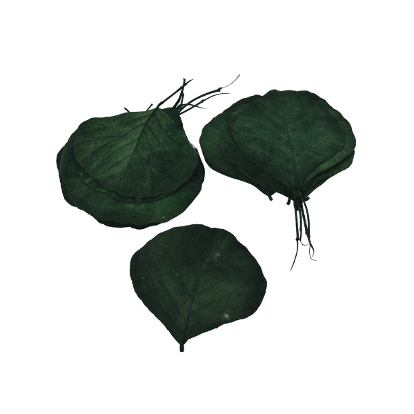 Tecksoi Exotic Cobra Skeleton Leaf | Eco Friendly | 100% Natural | Pack Of 12