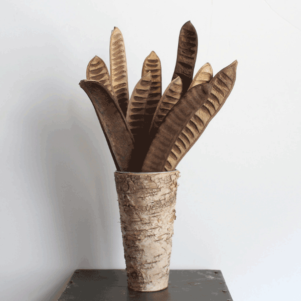 Tecksoi Exotic Dried Acacia Seed Pods | Eco Friendly | 100% Natural | Pack Of 12