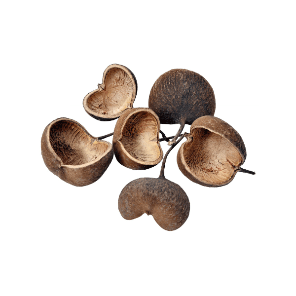 Tecksoi Exotic Dried Budha Nut Shell | 100% Natural | Eco Friendly | Pack Of 12