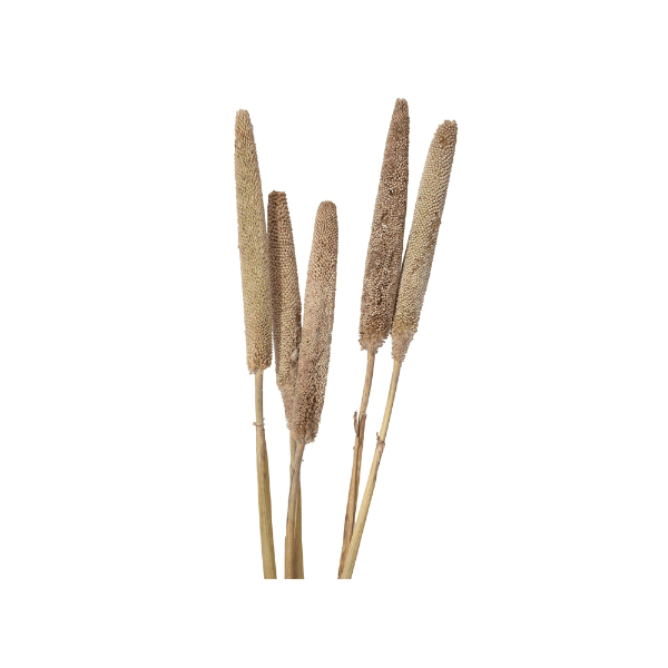 Tecksoi Exotic Dried Fleur Millet Stems | 100% Natural | Eco Friendly Product | Pack Of 12