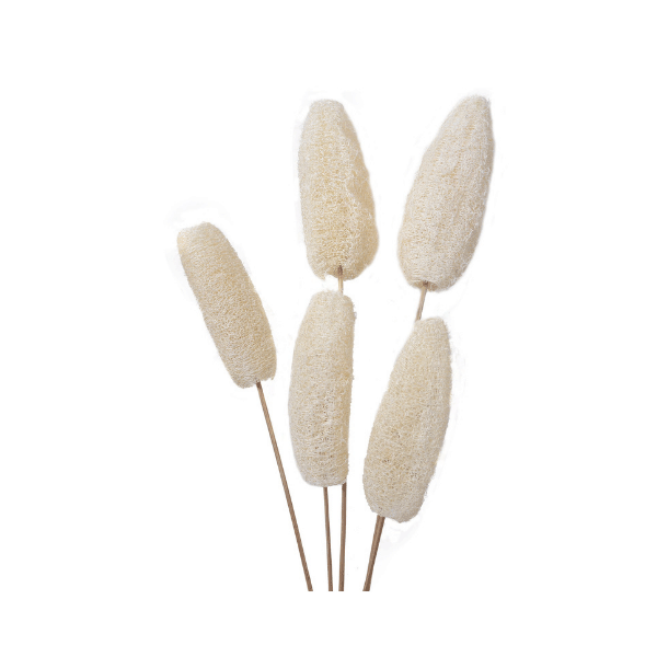 Tecksoi Exotic Dried Guard Loofah With Stem | Eco Friendly | 100% Natural | Pack Of 12