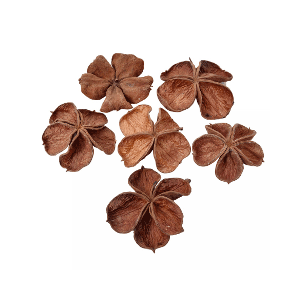 Tecksoi Exotic Dried Land Lotus Flower | 100% Natural | Eco Friendly | Pack Of 12