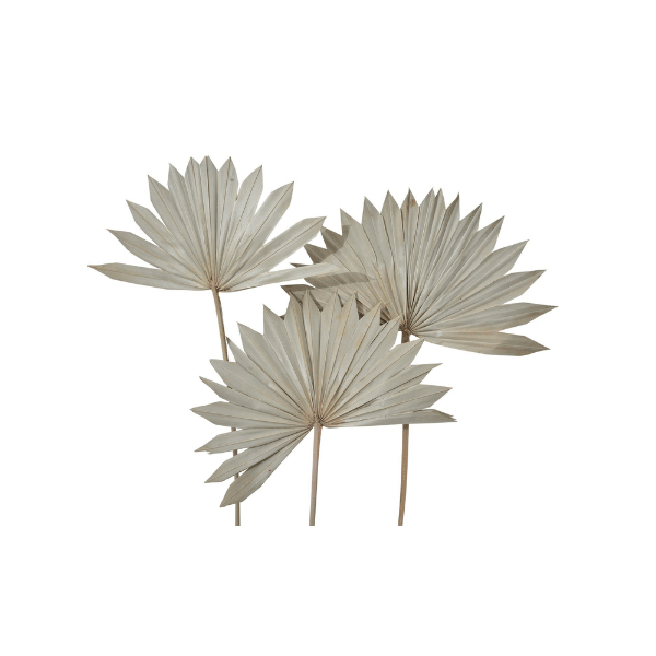 Tecksoi Exotic Dried Large Palm Leaves | Eco Friendly | 100% Natural