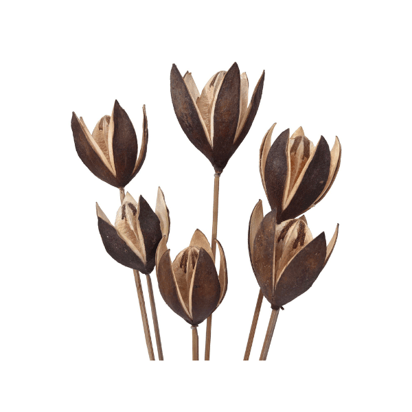 Tecksoi Dried Lily Flowers  | Exotic | Eco Friendly | Natural | Pack Of 12