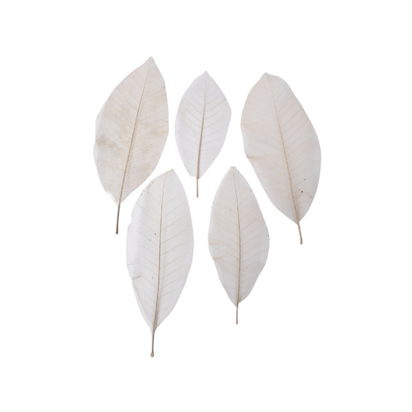 Tecksoi Exotic White Skeleton Leaf | Eco Friendly | 100% Natural | Pack of 12