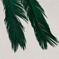 Tecksoi Green Cycas Leaves for Bouquets & Decor – Premium Natural Decorative Cycas Leaves for Floral Arrangements | Pack Of 5