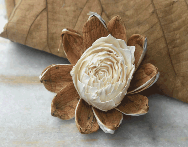 Tecksoi Ivy Sola Wood Flower Premium Quality 100% Natural Pack Of 12