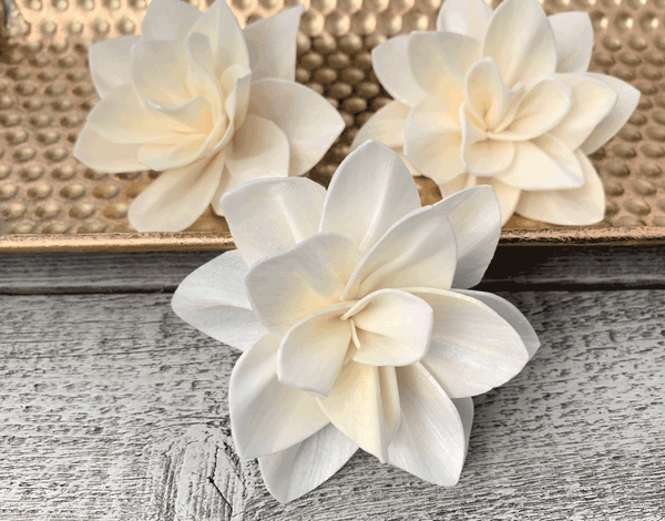 Tecksoi Jenella Sola Wood Flower Premium Quality 100% Natural Pack Of 12