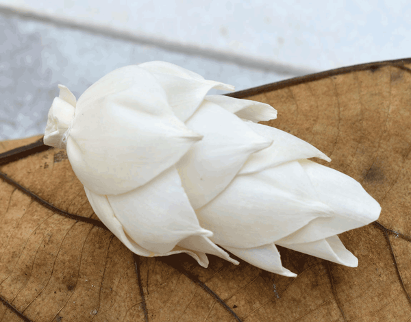 Tecksoi Leilani Pine Sola Wood Flower Premium Quality 100% Natural Pack Of 12