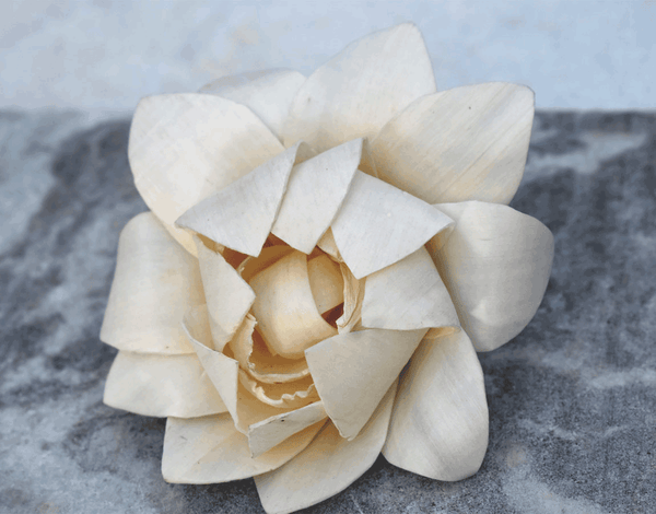 Tecksoi Linden Sola Wood Flower Premium Quality 100% Natural Pack Of 12