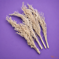 Tecksoi Natural Dried Corn Grass for DIY Craft, Festival Decor & Eco Projects – Premium Handmade Decorative Dry Grass | Pack Of 10 Bunch