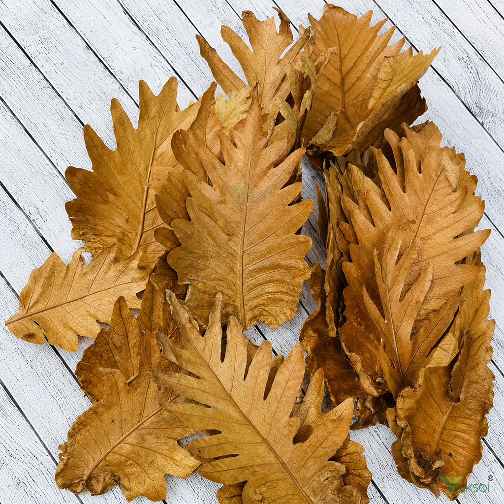 Tecksoi Natural Dried Golden Brown Oak Leaves – Premium 100% Natural Dry Exotic Filler for Bouquets, Floral Arrangements & Decorative Crafts | Pack Of 10