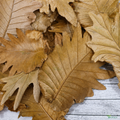 Tecksoi Natural Dried Golden Brown Oak Leaves – Premium 100% Natural Dry Exotic Filler for Bouquets, Floral Arrangements & Decorative Crafts | Pack Of 10