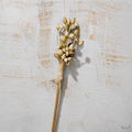 Tecksoi Natural Dried Moti Bunch on Stem – Premium 24-Inch Natural Dry Exotic Filler for Bouquets, Floral Arrangements & Decorative Crafts | Pack Of 10