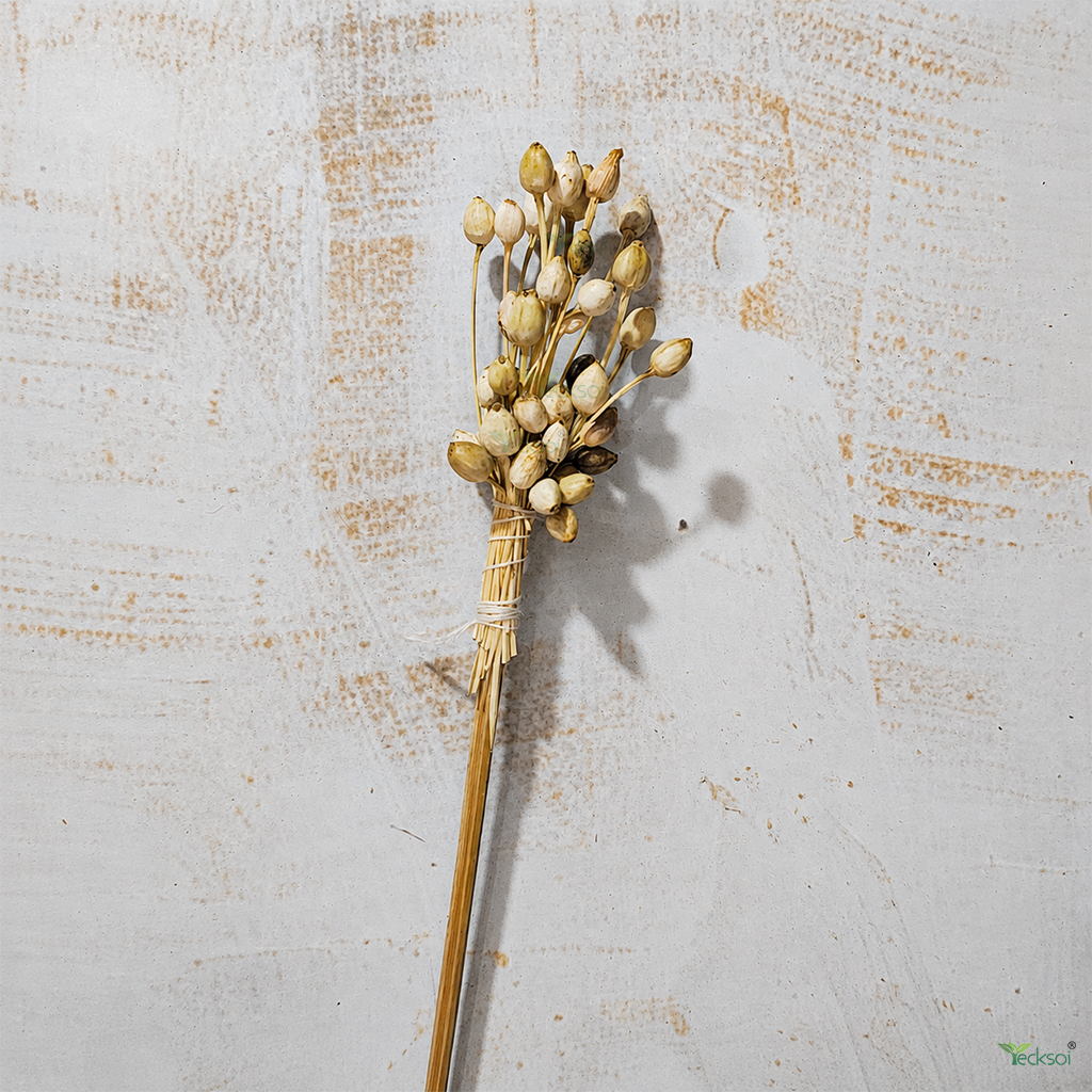 Tecksoi Natural Dried Moti Bunch on Stem – Premium 24-Inch Natural Dry Exotic Filler for Bouquets, Floral Arrangements & Decorative Crafts | Pack Of 10
