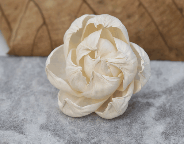 Tecksoi Peony Sola Wood Flower Premium Quality 100% Natural Pack Of 12