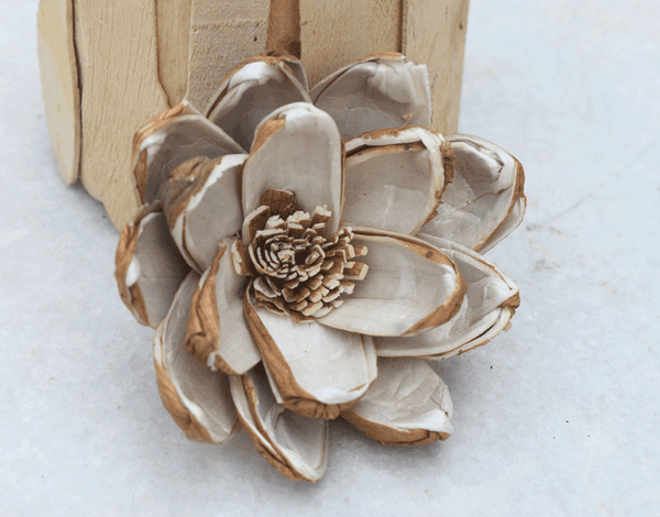 Tecksoi Seena Sola Wood Flower Premium Quality 100% Natural Pack Of 12