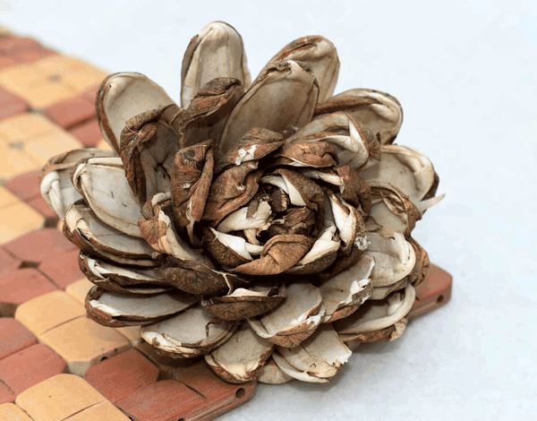 Tecksoi Skin Supernova Sola Wood Flower Premium Quality 100% Natural Pack Of 12