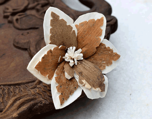 Tecksoi Sky Star Sola Wood Flower Premium Quality 100% Natural Pack Of 12