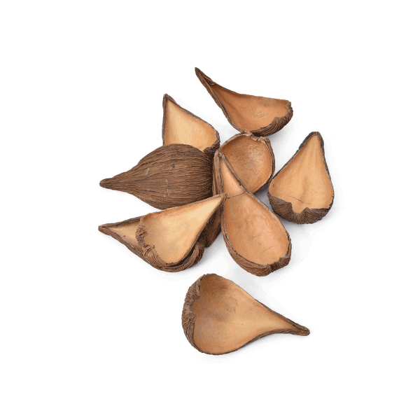 Tecksoi Swietenia Mehgani Fruit Shell Dried Exotic Pack Of 12