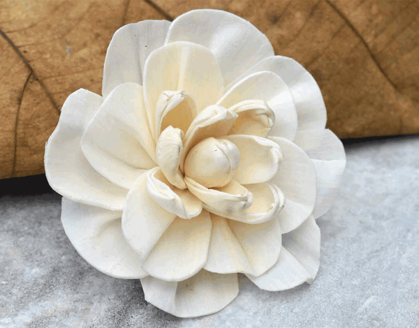 Tecksoi Vanila Sky Sola Wood Flower Premium Quality 100% Natural Pack Of 12