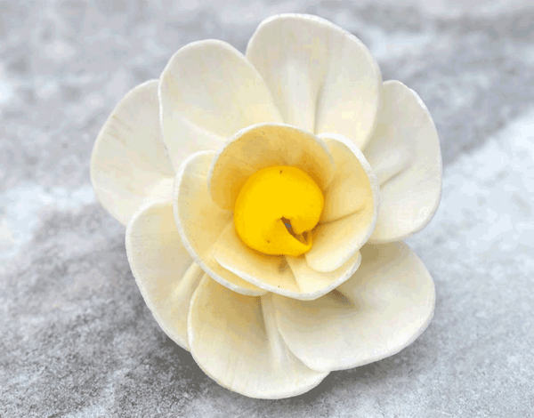 Tecksoi Yellow Harmony Sola Wood Flower Premium Quality 100% Natural Pack Of 12