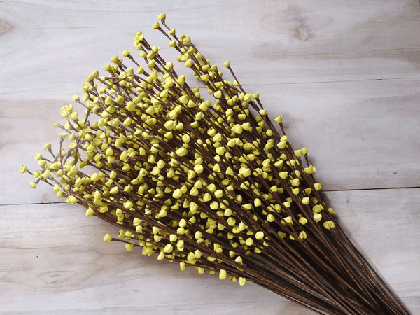 Tecksoi Yellow Sweet Buds Sola Wood Flower Stick Premium Quality 100% Natural Pack Of 10