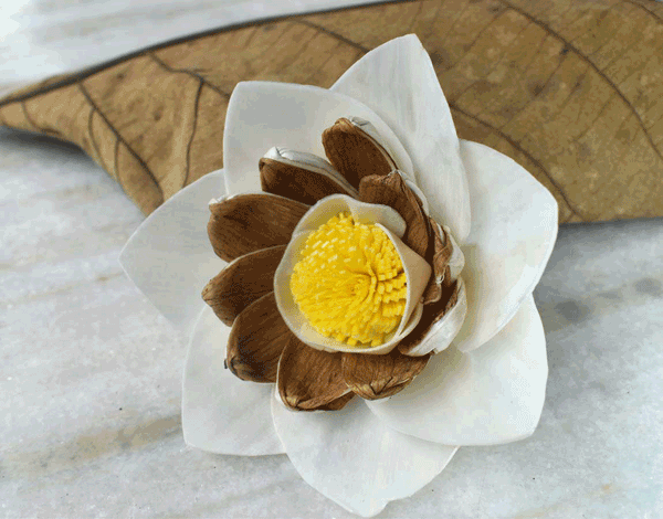 Tecksoi Briony Sola Wood Flower Premium Quality 100% Natural Pack Of 12