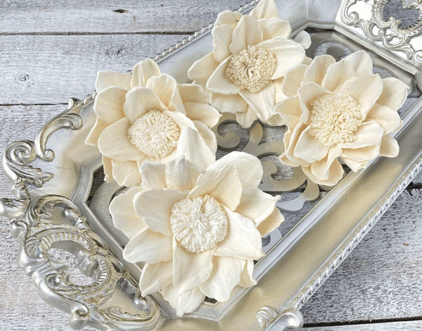 Tecksoi Bruyenia Sola Wood Flower Premium Quality 100% Natural Pack Of 12