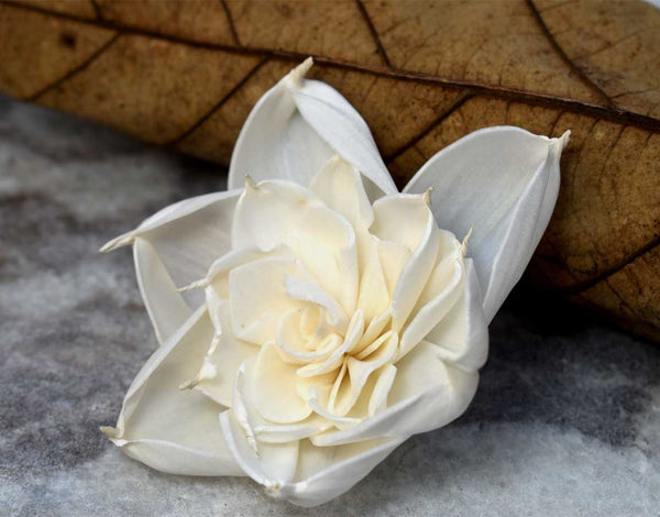 Amber Tecksoi Sola Wood Flower Premium Quality 100% Natural Pack of 12