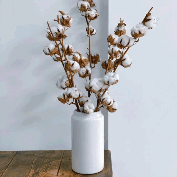 Tecksoi Exotic Dried Cotton Flower With Stem | Eco Friendly | 100% Natural | Pack Of 12